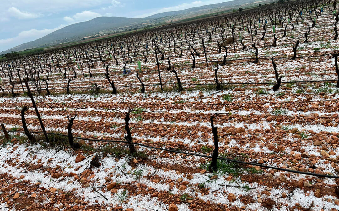 El pedrisco se suma a las lluvias y el frío en el campo valenciano y golpea 3.000 hectáreas de viñas
