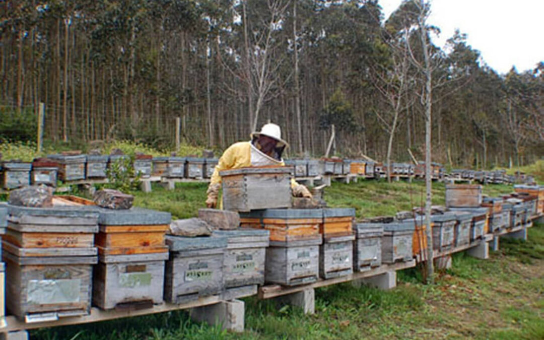 La intensa ola de calor provocará una reducción “importante” de la producción de miel en esta campaña