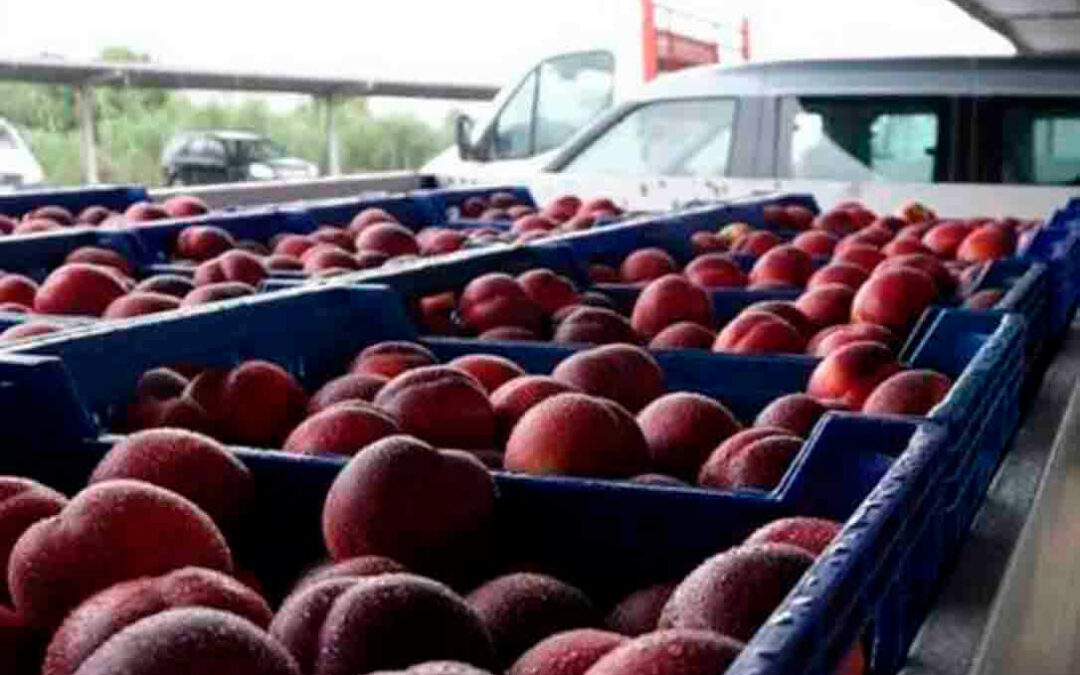 La cosecha de fruta de hueso se reduce un 31% en España, mientras que en Europa se recupera el potencial productivo