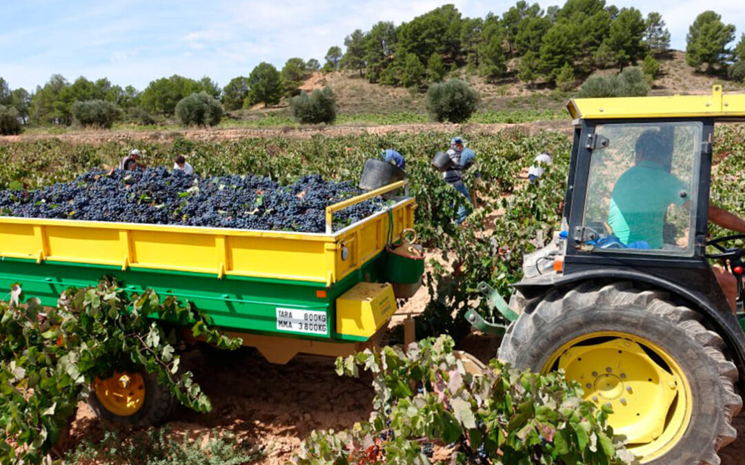 La Interprofesional del Vino convoca concurso para crear una aplicación para el seguimiento y cálculo de los costes de producción de la uva