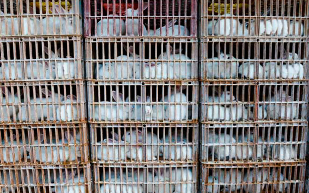 El sector cunícola se ahoga en su crisis: Un camión de 3.000 conejos para el matadero cuesta 2.000 euros más que hace dos años