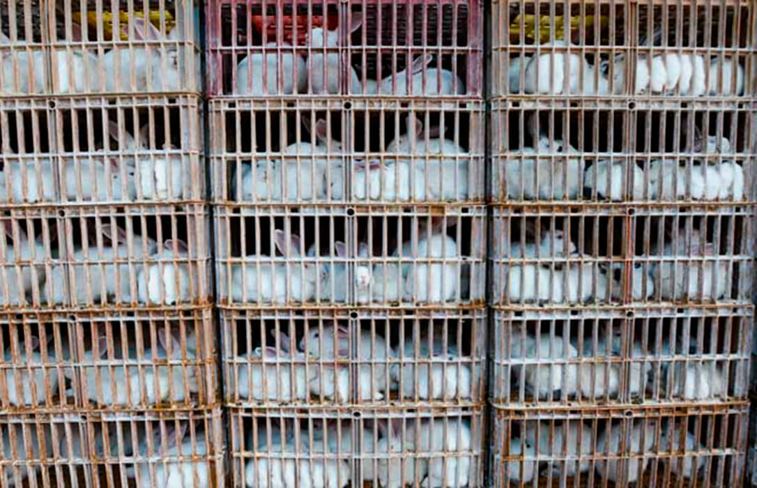 El sector cunícola se ahoga en su crisis: Un camión de 3.000 conejos para el matadero cuesta 2.000 euros más que hace dos años