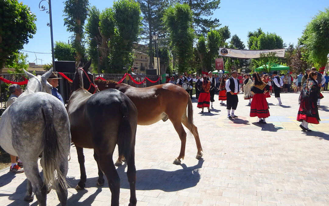 La Feria del Tratante regresa a Maranchón para recuperar una tradición y poner en valor al «corazón»· de la despoblación