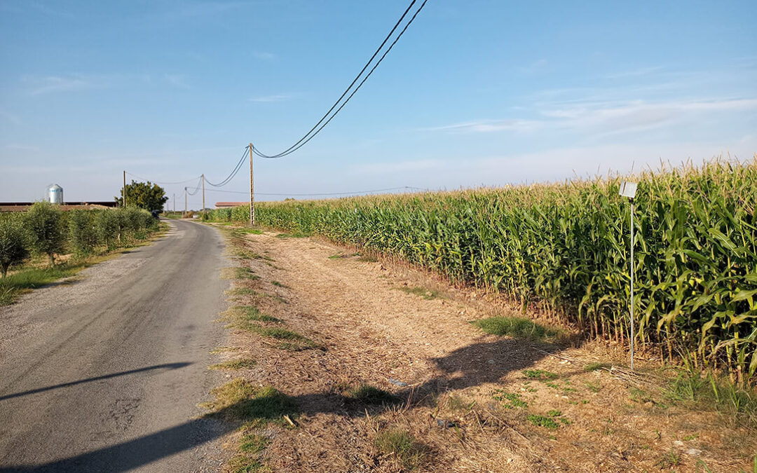 Los ensayos del fertilizante Agromaster en maíz de grano de ciclo corto muestran mayores producciones y mejor rentabilidad