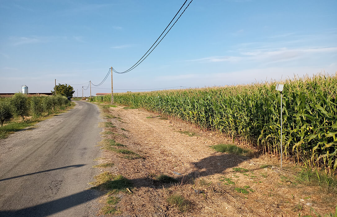 Los ensayos del fertilizante Agromaster en maíz de grano de ciclo corto muestran mayores producciones y mejor rentabilidad