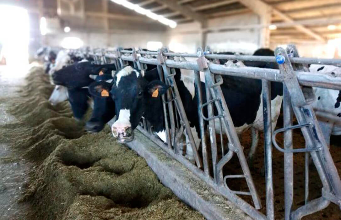 Siguen las buenas noticias sobre la leche: Asturias alcanza un precio medio de 39 céntimos, el más alto desde 2014