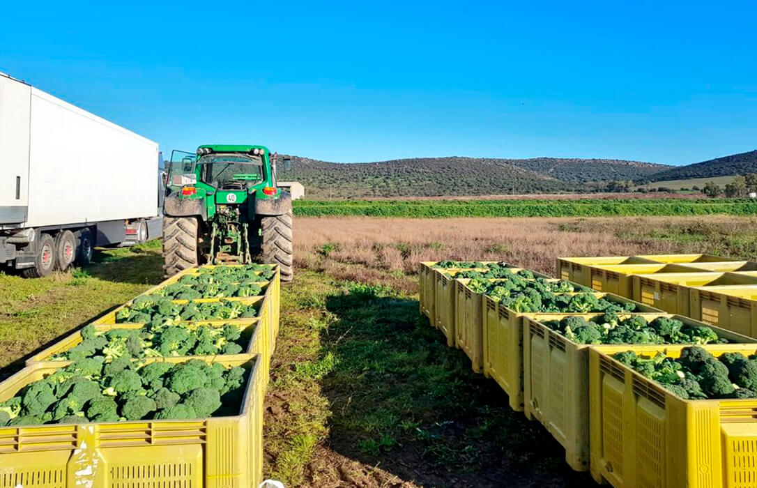 España pide a Bruselas que favorezca las retiradas de mercado de productos hortofrutícolas para hacer frente a su crisis