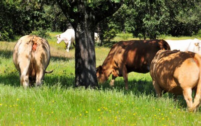 Las vacas bombero impedirán que miles de hectáreas sean pasto de las llamas este verano evitando costes económicos, ambientales y sociales