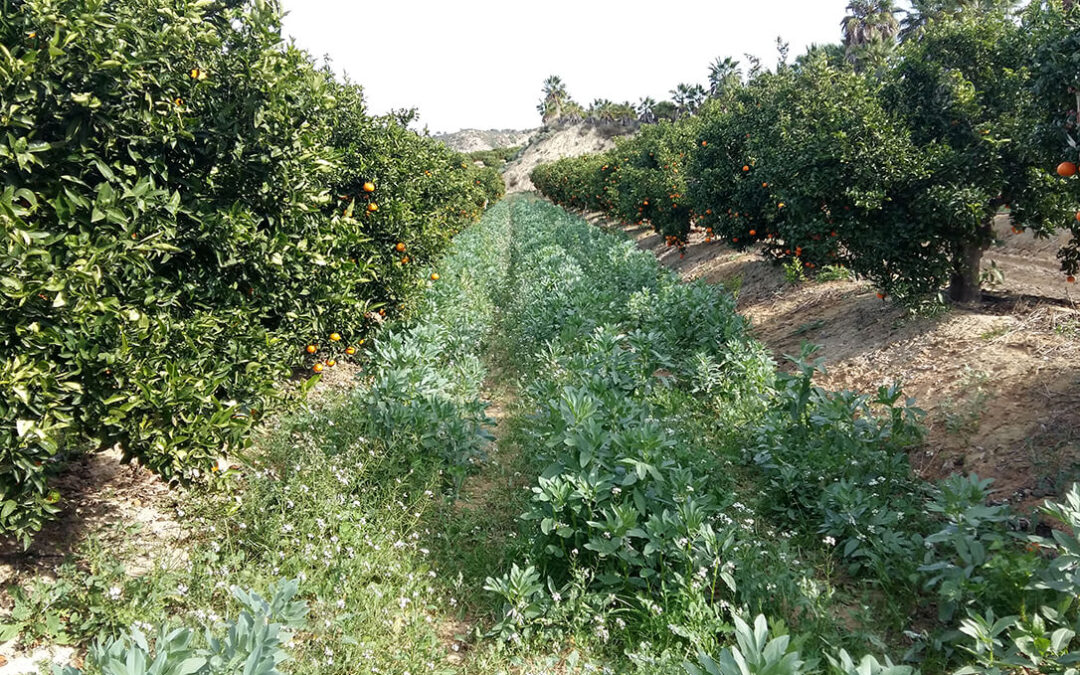 Los beneficios de introducir herbáceos entre los mandarinos: Positivo para el medioambiente y para el agricultor