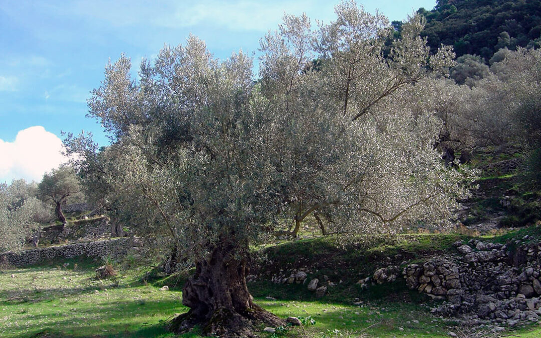 Un paso más en el árbol genealógico del olivo: Esclarecen la evolución del género Olea