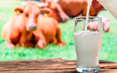 Registrada la primera organización española de productores específica de leche ecológica