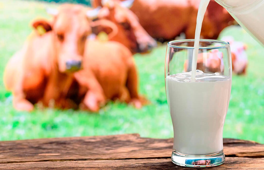 Registrada la primera organización española de productores específica de leche ecológica