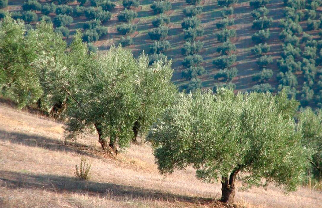 La ayuda asociada para el olivar tradicional de la PAC contará con un presupuesto de 27,5 millones de euros