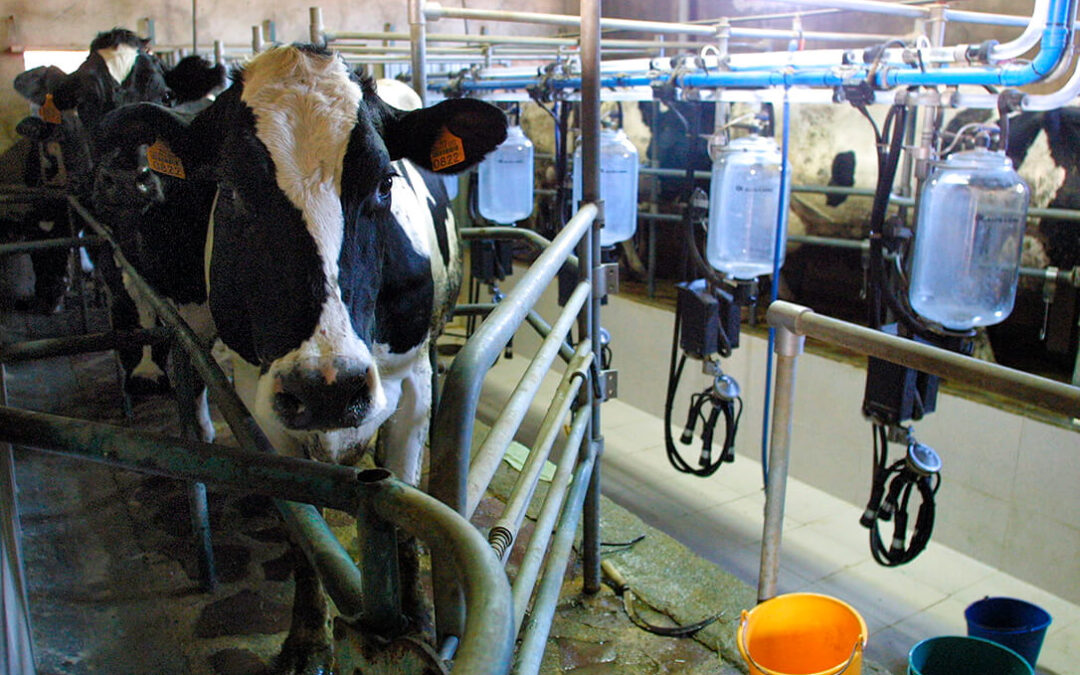 El Gobierno comienza a abonar a los ganaderos lácteos las ayudas por la guerra