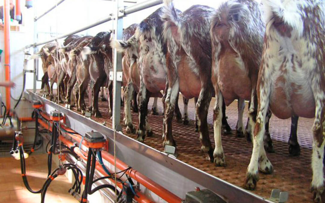 Los ganaderos de caprino de leche, contra las cuerdas ante la imparable subida de los costes de producción