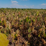 Agricultura abre el plazo para pedir ayudas por valor de 12,7 millones por pérdida de rentabilidad y por causa de la sequía