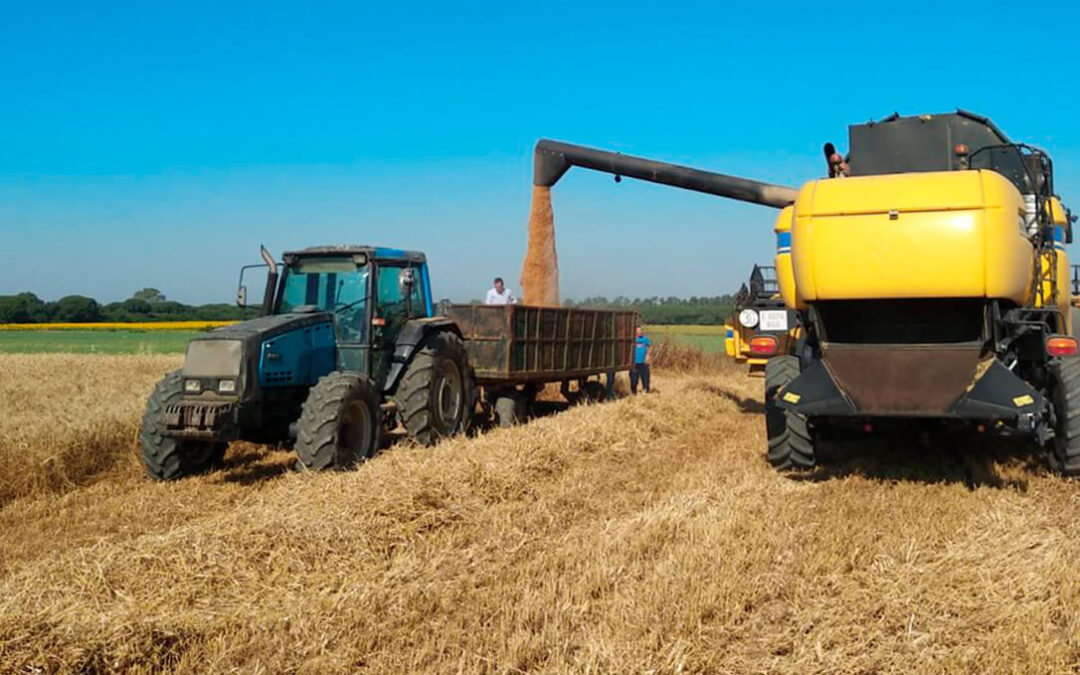 El sector cerealista andaluz pide a la Junta que autorice las quemas agrícolas al menos en un 50%