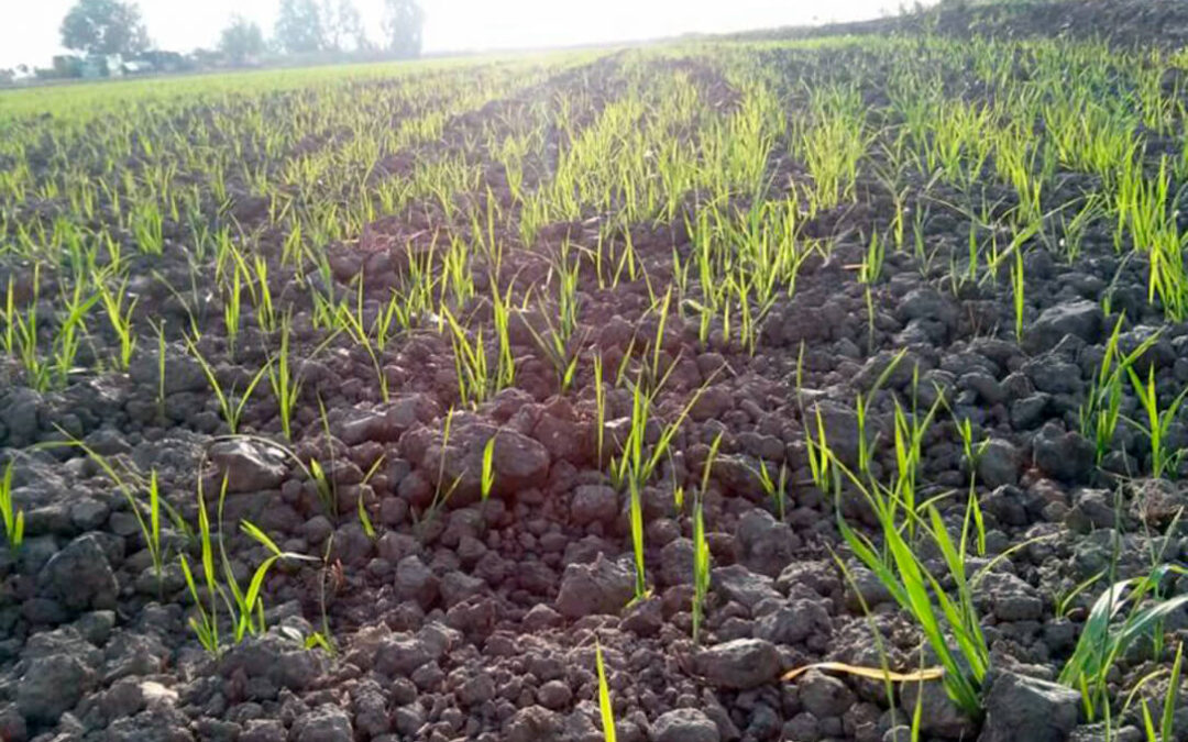 Un estudio sobre control de malas hierbas en arroz ecológico, XIII Premio SEMh-Phytoma