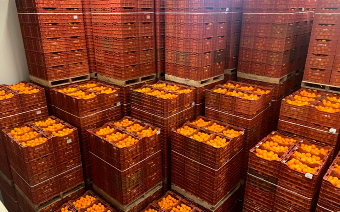Europa se ríe del sector citrícola y retira sin previo aviso ni explicación la aplicación del tratamiento en frío a las naranjas de terceros países
