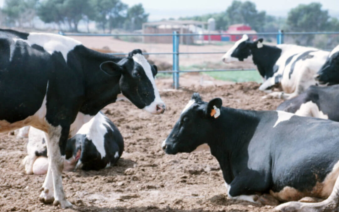 No todo son malas noticias: Los ganaderos lácteos están «cerca» del objetivo de cubrir los costes