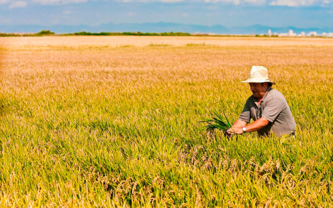 La falta de lluvia seca a Extremadura: El cultivo de arroz pasará de 21.000 a 6.000 hectáreas y el del máiz bajará un 45%