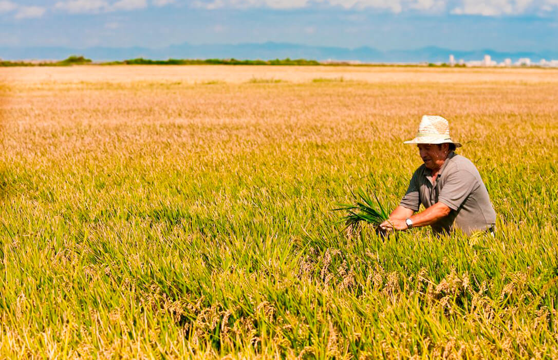 La falta de lluvia seca a Extremadura: El cultivo de arroz pasará de 21.000 a 6.000 hectáreas y el del máiz bajará un 45%