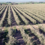 Nace AgroGEO, la APP de geolocalización agrícola para facilitar y digitalizar la labor en los campos de cultivo