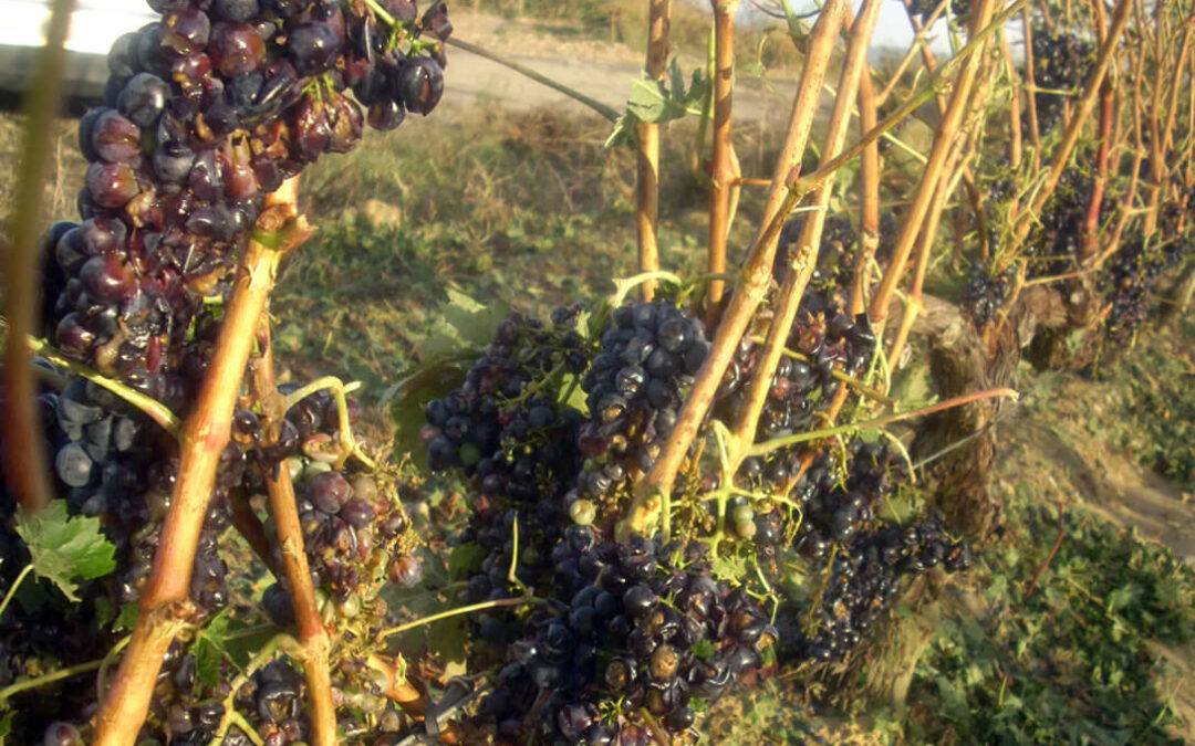 Indignación con Agroseguro por su propuesta de incrementar un 20% el seguro de uva
