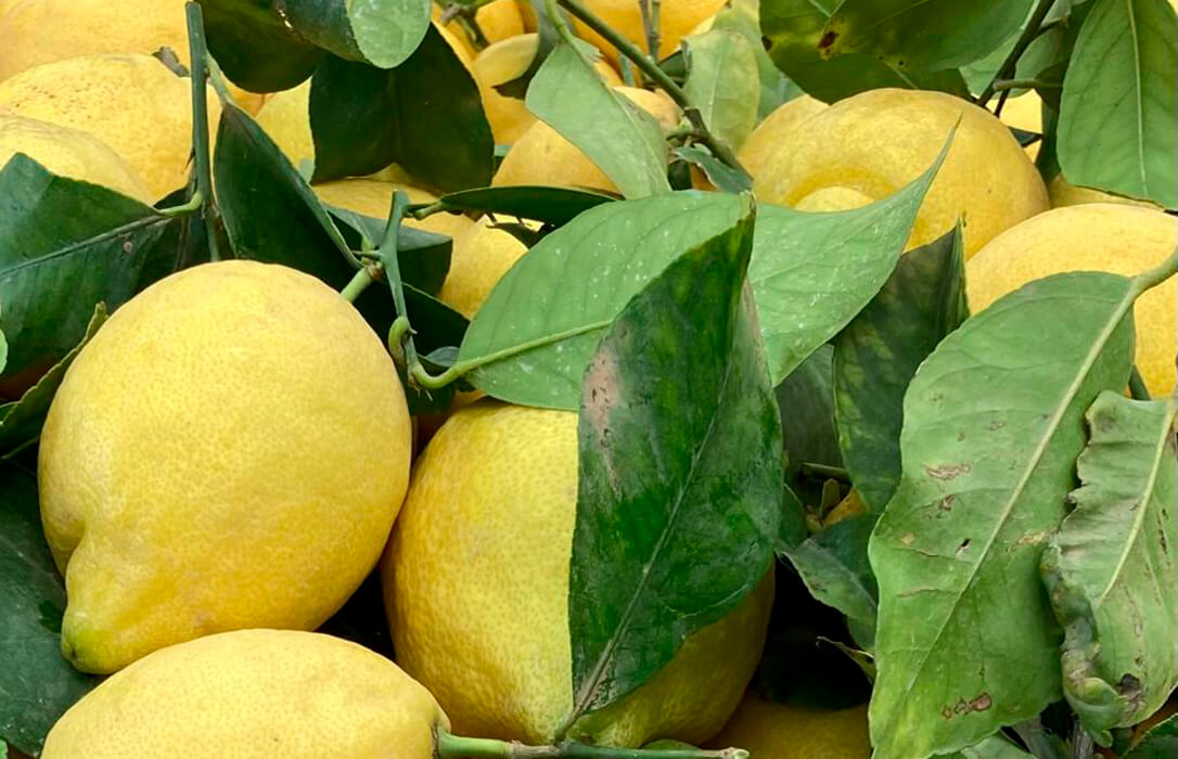 La producción citrícola del Levante se tambalea por la competencia desleal de terceros países