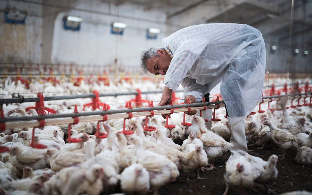 Declarado un foco de la enfermedad de Newcastle en una explotación de pollos en la provincia de Almería