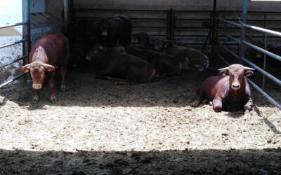 El Ministerio somete a consulta pública el nuevo real decreto sobre los controles oficiales en materia de bienestar animal