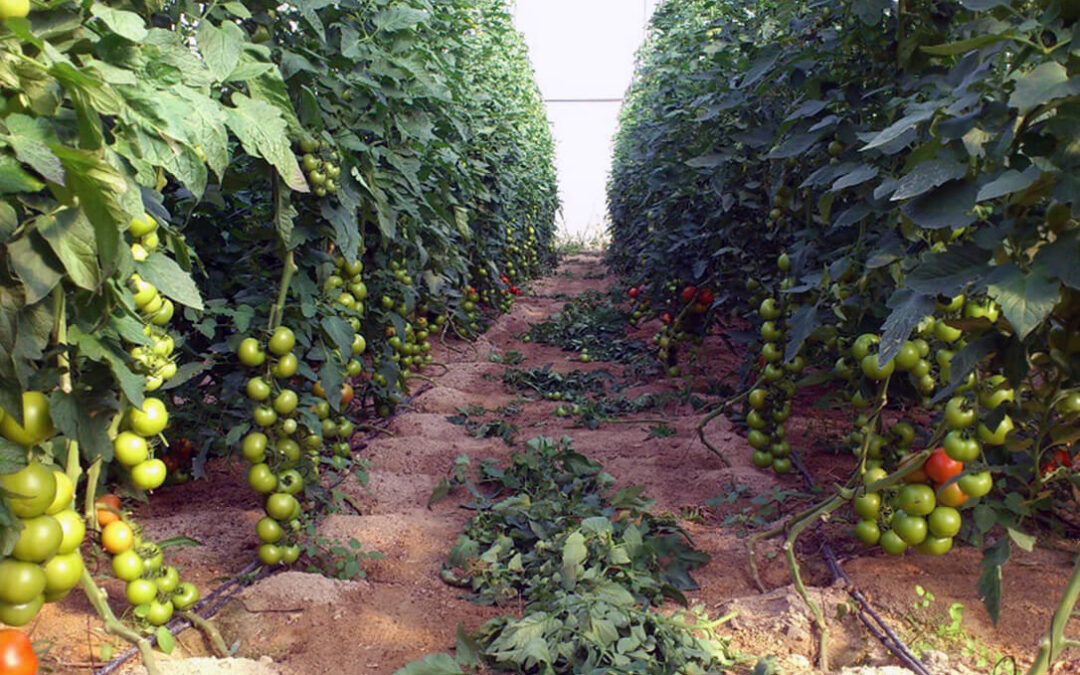 La Universidad de Almería desarrolla un biofertilizante con desechos de tomatera del año anterior