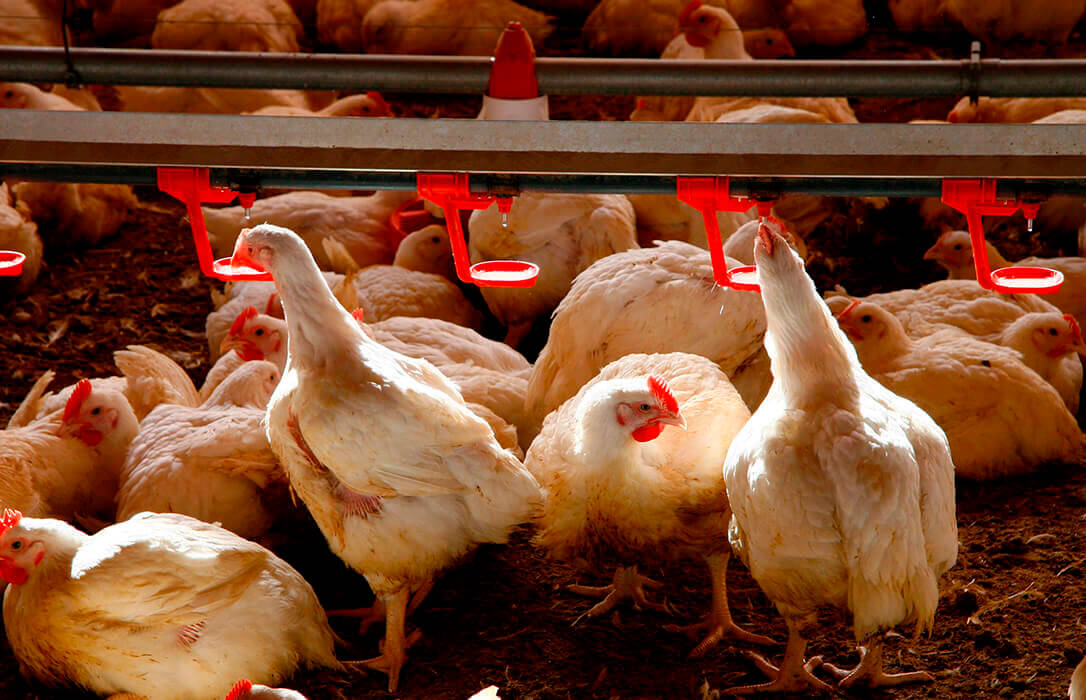 El Gobierno y Avianza firman la paz y aparcan la polémica sobre el desabastecimiento de pollo