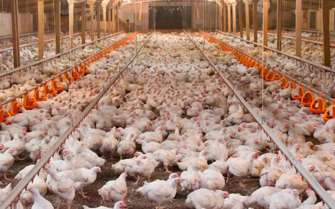 El precio del pollo se dispara un 164% de la granja a los supermercados pero los productores no se benefician de la subida