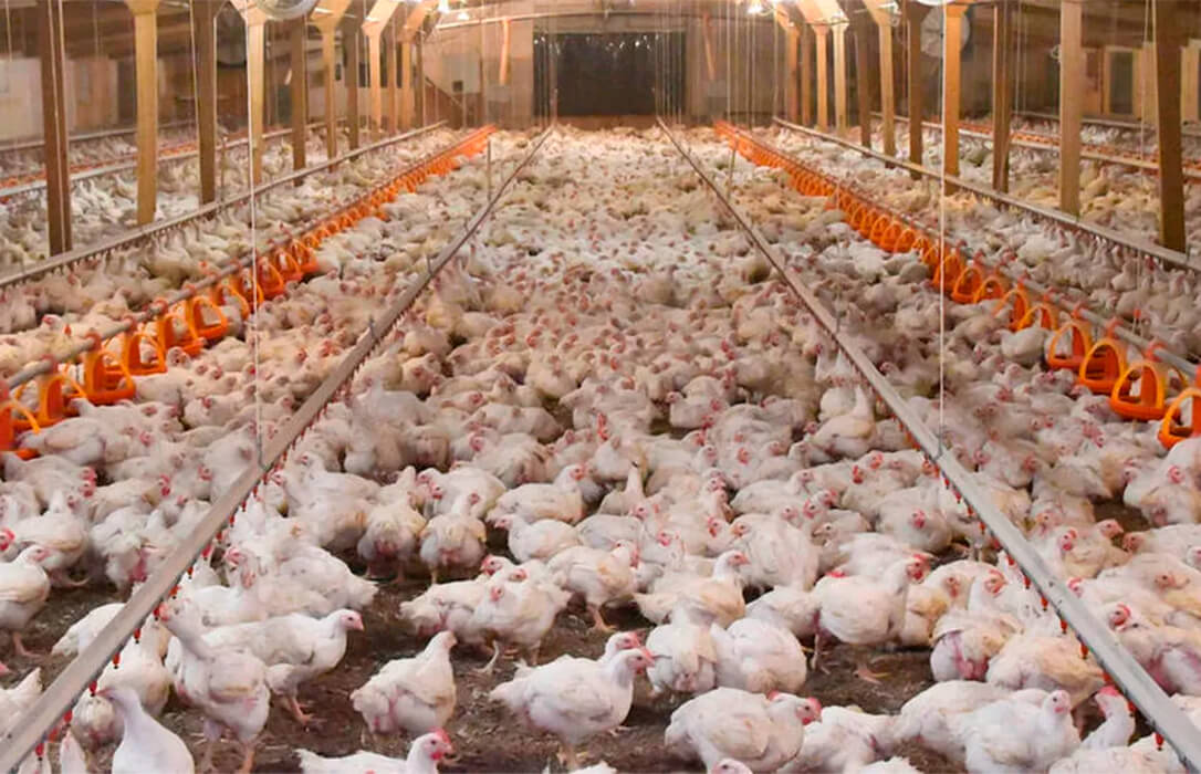 El precio del pollo se dispara un 164% de la granja a los supermercados  pero los productores no se benefician de la subida - Agroinformacion