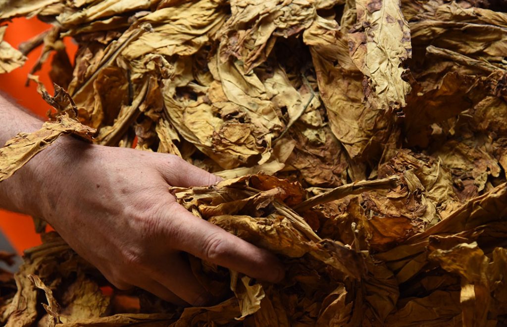 Deltafina comprará 12 millones de kilos de tabaco a la cooperativa extremeña Ibertabaco en los próximos tres años