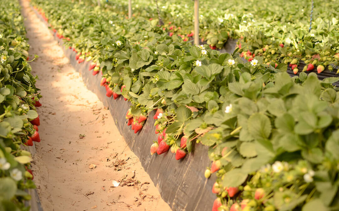 El plan de abonado de ICL en fresa asegura un buen trasplante, crecimiento continuo del cultivo, alta producción y calidad de fruto