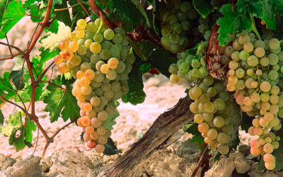 Un proyecto impulsa la competitividad del Marco de Jerez con nuevos vinos a partir de uvas autóctonas y técnicas ancestrales de sobremaduración