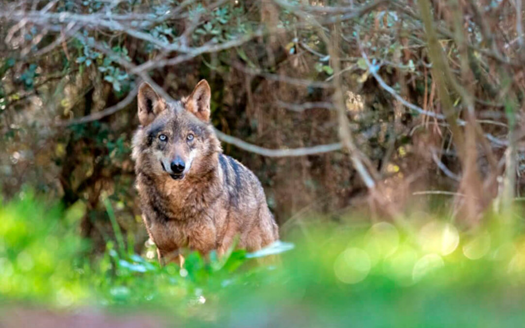 El Gobierno de La Rioja defiende que había más ataques de lobos cuando se podía cazar