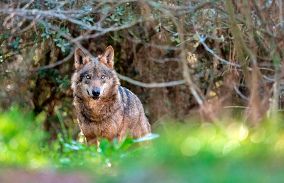 El Gobierno de La Rioja defiende que había más ataques de lobos cuando se podía cazar