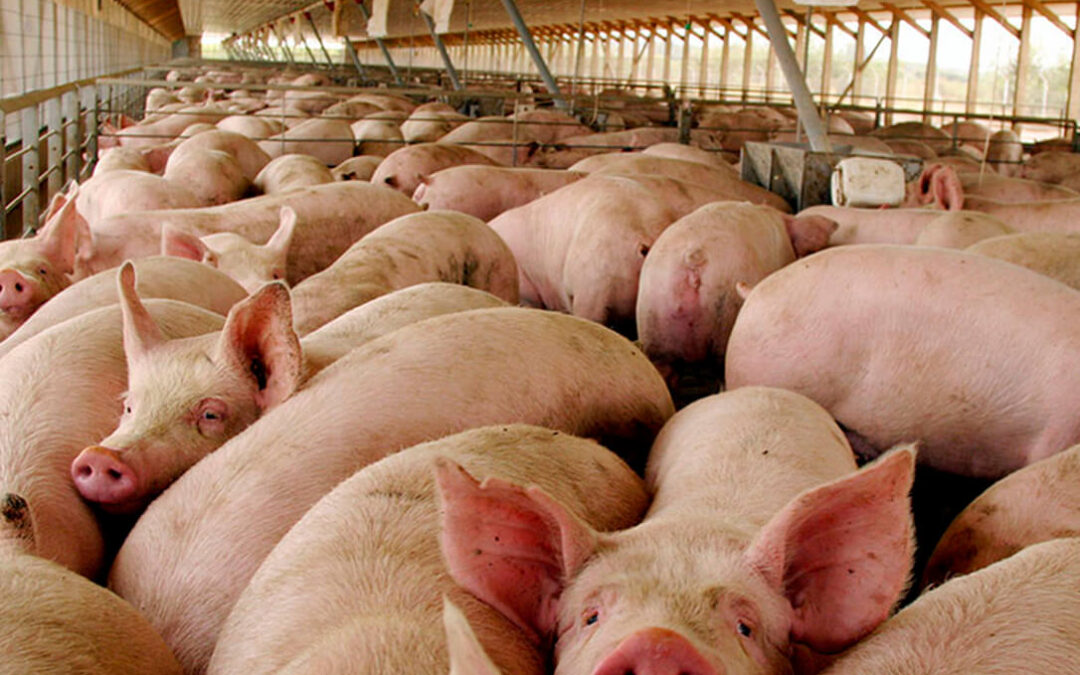 Planas alerta de la peste porcina africana y destaca las medidas preventivas para evitarla