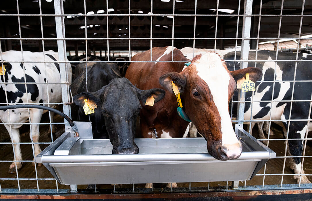 Denuncian unas rebajas de entre 4 y 9 céntimos por litro de leche en origen, «lo que supondrían la ruina de miles de granjas gallegas»