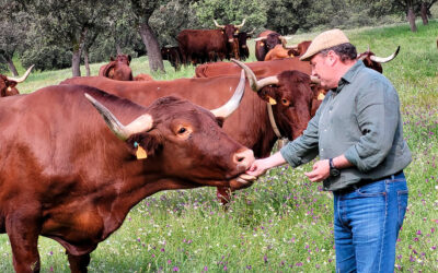 La delicia de los cárnivoros de pura raza está en Vejer de la Frontera: La apuesta por las razas rústicas frente a las morfológicas
