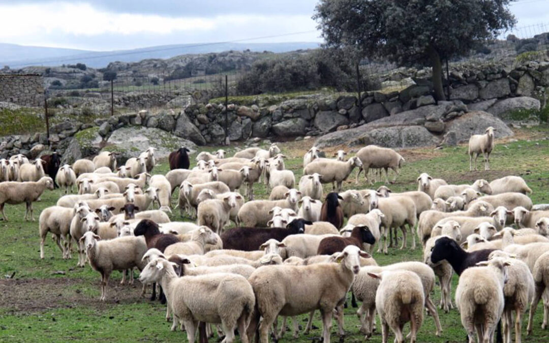 Sacrifico de reses: CyL regula las subvenciones de reposición que irán de los 25€ por oveja o cabra a los 450 por vaca lechera
