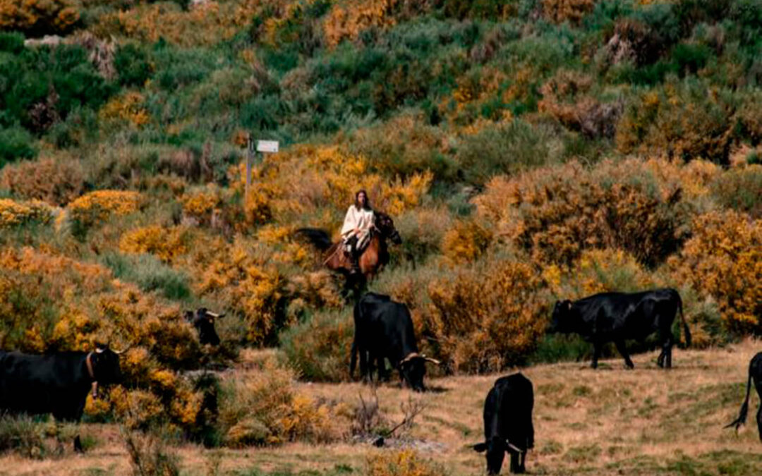 La Trashumancia ha comenzado con su actividad de vuelta a los pastos de la Sierra de Gredos y se retransmitirá on line