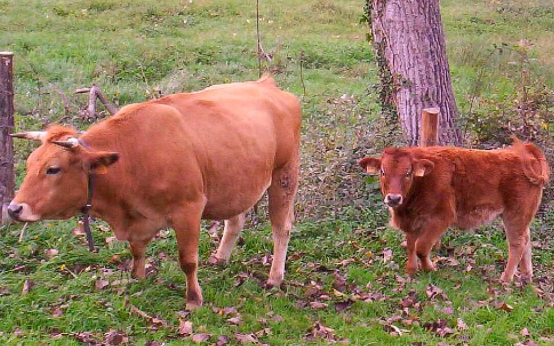 Aisladas dos explotaciones ganaderas en León por tuberculosis bovina procedentes de vacas trahumantes de Asturias