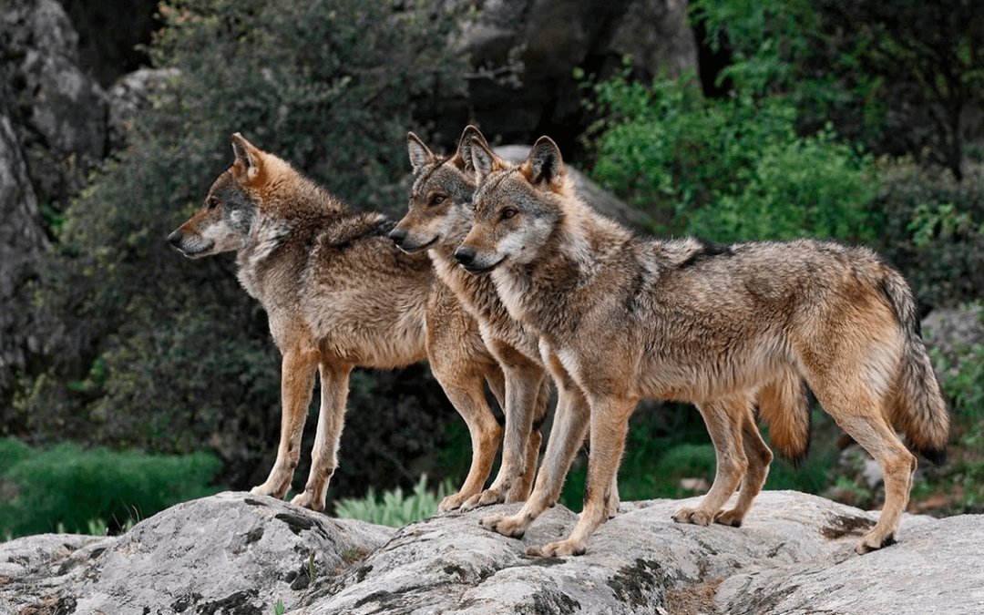 Nuevo varapalo judicial al Gobierno de Madrid: Deberá pagar 19.094,00€ a un ganadero por los ataques del lobo