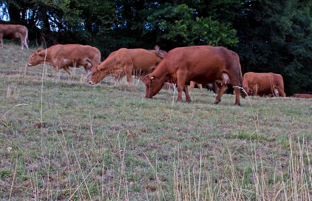 Varapalo judicial a Agroseguro: Condenada a abonar a los ganaderos las indemnizaciones realmente producidas por la sequía en pastos