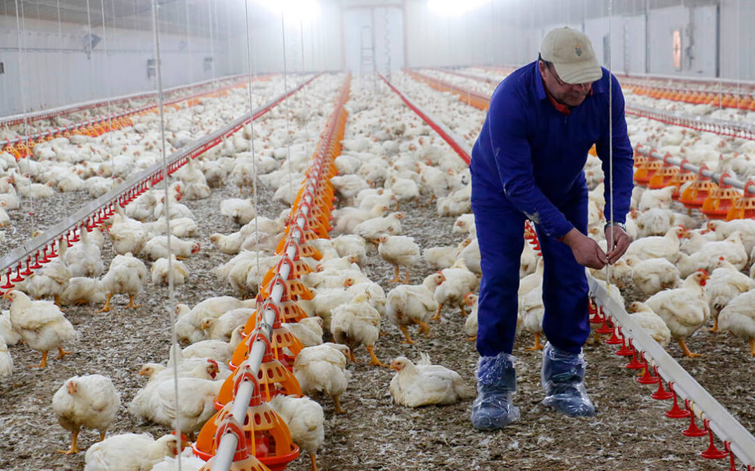 Ultimátum a las integradoras avícolas: «O se paga más o en octubre habrá desabastecimiento de pollo»