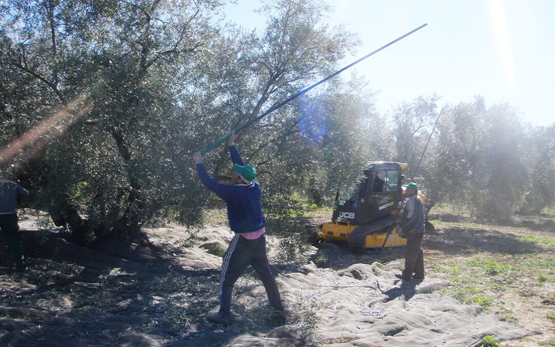 Plantean la contratación en origen para la campaña del olivar ante la falta de mano de obra para el campo